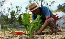 Erick Torres, éducateur pour une organisation internationale enseignant les techniques d'agriculture bio dans son potager à San Pedro Las Huertas, le 27 mai 2020 au Guatemala