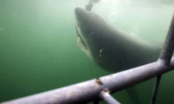 Un grand requin blanc à Gansbaii, dans le sud-ouest de l'Afrique du Sud, le 30 mars 2010