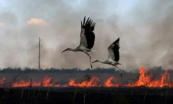 Des cigognes au dessus d'un champ en feu, près de champ en feu près de la ville de Snihurivka, dans la région de Mykolaïv, en Ukraine, le 4 juillet 2023