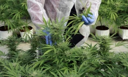 Un employé inspecte des plants de cannabis de l'entreprise de CBD thérapeutique, B.O.L Pharma, près de Moshav Yad Binyamin, le 1er février 2022 en Israël