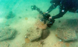 Un scientifique de l'université de Hong Kong observe une seiche protégeant ses oeufs, cachés à l'abri d'une dalle artificielle imprimée en 3D, dans les eaux du parc marin de Hoi Ha Wan à Hong Kong, le 2 février 2021