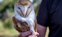 Un membre de la Force des Nations unies chargée du maintien de la paix à Chypre (UNFICYP) tient une chouette effraie adulte femelle dans la zone tampon qui sépare l'île, le 11 mai 2023