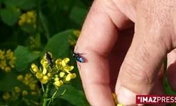 La mouche bleue a été introduite à La Réunion en 2007