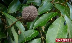 La mouche bleue a été introduite à La Réunion en 2007