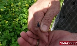La mouche bleue a été introduite à La Réunion en 2007