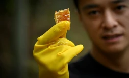 L'apiculteur chinois Ma Gongzuo, le 13 novembre 2020, à Songyang.