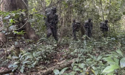 Des rangers de la fondation Africa Nature Investors s'entraînent à patrouiller dans la forêt d'Okomu, dans le sud-ouest du Nigeria, le 11 novembre 2025