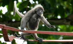 Deux singes angurs Ă lunettes sur une passerelle suspendue au-dessus de la route Lembah Permai dans le quartier de Tanjung Bungah, Ă George Town, sur l'Ăźle de Penang, le 9 avril 2026 en Malaisie