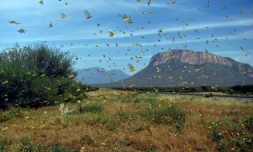 Un essaim de criquets fond sur le village de Lerata, à 300 km au nord de Nairobi, le 22 janvier 2020.