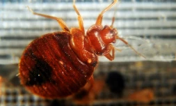 Une punaise lit présentée lors d'un congrÚs à Washington, le 2 février 2011