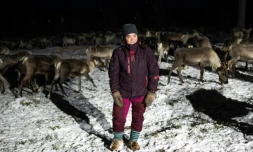 Suvi Kustula devant son troupeau de rennes, le 23 novembre 2021 prĂšs d'Ivalo, en Finlande