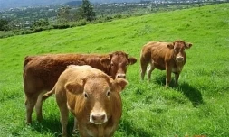 Versement de primes aux éleveurs