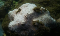 Photographie non datée, transmise par l'University of Technology de Sydney, montrant des coraux blanchis, dans la Baie de Sydney