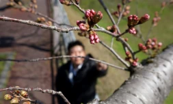 Hisato Nishii est investi d'une lourde mission: déclarer la saison des cerisiers en fleurs ouverte dans sa ville de Mito, au nord de Tokyo.    