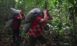 Jorge Lengua (d) et son fils portent des sacs de noix du Brésil dans la forêt amazonienne, près de Luz de America, le 14 février 2023 en Bolivie