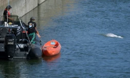 Des membres de l'ONG Sea Shepherd surveillent le béluga, égaré dans la Seine, le 8 août 2022 à l'écluse de Notre-Dame-de-la-Garenne, dans l'Eure