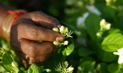 Récolte du jasmin dans un champ près de Madurai, en Inde, le 27 juin 2023