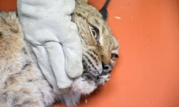 Le centre Athénas à Lons-le-Saunier, dans le Jura, est spécialisé dans la sauvegarde du lynx.