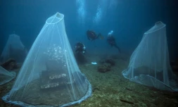 A une dizaine de mètres de profondeur, à la sortie du port de La Ciotat, trois plongeurs détachent un grand filet blanc couvrant une cage sous-marine, libérant dans ce mouvement des centaines de bébés poissons. Leur objectif: "repeupler la mer"