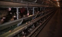 Capture d'écran réalisée le 24 mai 2016 d'une vidéo publiée par l'association L214 sur les conditions d'élevage de poules dans une ferme à Chaleins dans l'Ain