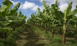 Une bananeraie en Guadeloupe, en 2018