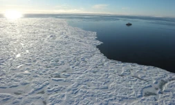 La température de l'air dans l'Arctique a atteint un record cette année depuis le début des relevés en 1900, tandis que la fonte des glaces détruit l'habitat des morses et force certains poissons à migrer plus au nord