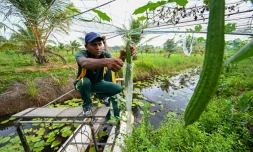 n soldat de la Force opérationnelle spéciale sri-lankaise (STF) travaille dans une plantation à Katukurunda pour remettre en culture des champs pollués par le sel de la mer, le 28 mars 2025 au Sri Lanka
