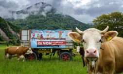 Affiches de campagne des opposants à l'interdiction des pesticides de synthèse, à Ollon, en Suisse, le 19 mai 2021