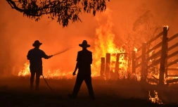Des habitants tentent d'éteindre un feu de broussailles prÚs de Taree, à 350 km au nord de Sydney, le 12 novembre 2019
