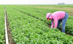 L'ouvrière agricole Irma Gomez, cueille de la coriandre, le 4 octobre 2021 à Lamont, en Californie