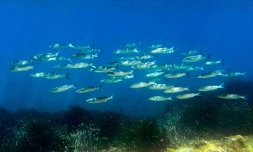 L'Union européenne va présenter jeudi sa stratégie pour mieux protéger les océans du réchauffement climatique ainsi que de la pollution et afficher ses ambitions avant un grand sommet de l'ONU à Nice la semaine prochaine