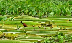 Des nénuphars géants le 11 février 2011 qui ont éclos dans une des boucles de la riviÚre Paraguay, à Limpio, à 30 kilomÚtres d'Asuncion (Paraguay)