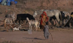 Des réfugiés afghans s'occupent de leur bétail dans un camp de réfugiés prÚs d'Islamabad, le 19 janvier 2018