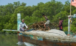 Des pêcheurs en bateau le long d'une mangrove, le 18 octobre 2020 près des côtes de Karachi, au Pakistan