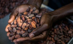 Le tri de fèves de cacao dans les ateliers de la chocolaterie Makaya à Petionville (Haïti) le 23 décembre 2020