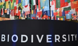 Drapeaux des pays participant à la conférence sur la biodiversité COP16 au siège de l'Organisation des Nations unies pour l'alimentation et l'agriculture (FAO) à Rome, le 25 février 2025