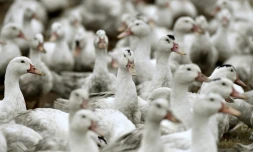 Des canards confinés dans une exploitation de Bourriot-Bergonce, dans les Landes, le 22 février 2017