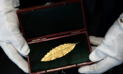 Photographie prise le 15 novembre 2017 à Paris d'une feuille de laurier en or destinée à la couronne portée par Napoléon lors de son sacre en 1804 et adjugée le 19 novembre à 625.000 euros (frais inclus), lors d'une vente aux enchères organisée à Fontainebleau 