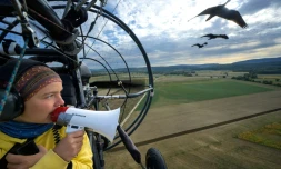Eszter Bajka, l'une des "mÚres adoptives" des ibis chauves, les guide pour leur migration, dans la région de Besançon, dans l'est de la France, le 2 septembre 2026