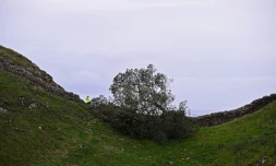 Le Sycamore Gap tree, érable sycomore près du mur d'Hadrien, abattu par deux hommes, photographié le 28 septembre 2023