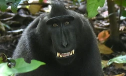 Un macaque noir (macaca nigra) dans la réserve de Tangkoko, en Indonésie, le 19 février 2017