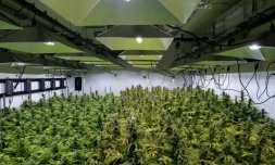 Alternatives solutions, une plantation de marijuana à visée médicale à Washington DC le 20 avril 2016