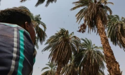 Récolte des dattes à Barkal, dans le nord du Soudan, le 15 septembre 2023