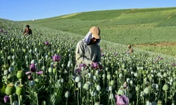Des agriculteurs récoltent la sève de pavots dans un champ de la province du Badakhshan, le 15 juin 2026 en Afghanistan