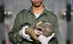 Tran Van Truong, garde dans un parc national, tient un pangolin, le 14 septembre 2020 à Ninh Binh, au Vietnam