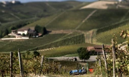 Vendanges dans le domaine de la "Tenuta Ca dei Mandorli" (la maison des amandiers), près d'Asti, dans le nord-ouest de l'Italie, le 17 septembre 2025 