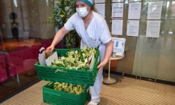 Un membre de l'équipe des soignants travaillant dans un Ehpad à Saint-Martin-du-Touch, prÚs de Toulouse, réceptionne des bouquets de muguets distribués par le Secours populaire, le 30 avril 2020