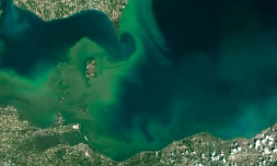 Photo du salellite Landsat 8 montrant des amas d'algues vertes sur le Lac Erié, le 28 juillet 2015.