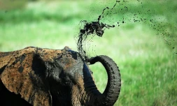 Un éléphant prend un bain de boue dans une réserve au pied du Mont Kenya, à environ 300 kilomÚtres au nord de la capitale Nairobi, le 21 mai 2015