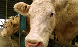 Une vache à viande d'origine charolaise, le 6 novembre 2000 au foirail de Rethel dans les Ardennes